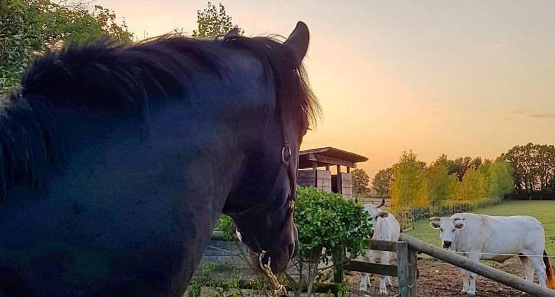 La Magnifica B&B Fauglia Dış mekan fotoğraf